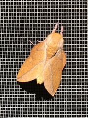 Syssphinx bisecta