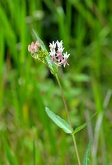 Asclepias rubra