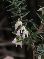 Styphelia setigera