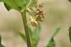 Asclepias obovata