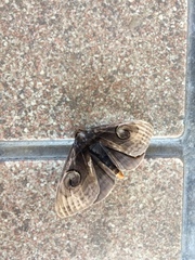 Spirama helicina