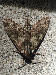 Dolbina tancrei
