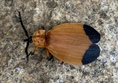 Lycus fernandezi