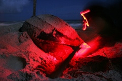 Dermochelys coriacea