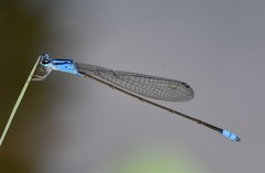 Archibasis oscillans