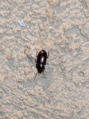 Caraboidea