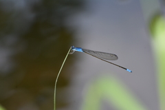 Archibasis oscillans