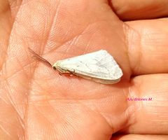 Leuculodes lacteolaria