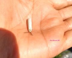 Leuculodes lacteolaria