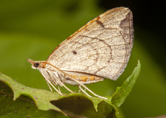 Eulithis testata
