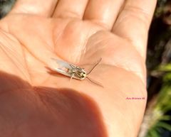 Leuculodes lacteolaria