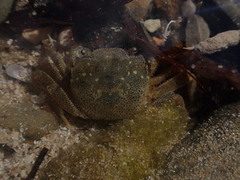 Common Shore Crab
