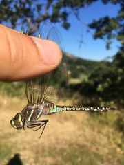 Rhionaeschna multicolor