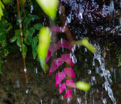 Adiantum macrophyllum