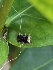 Geocoris flaviceps