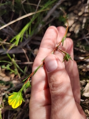 Hibbertia cistiflora