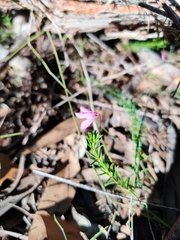 Tetratheca ericifolia