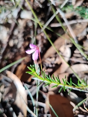 Tetratheca ericifolia