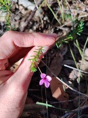 Tetratheca ericifolia