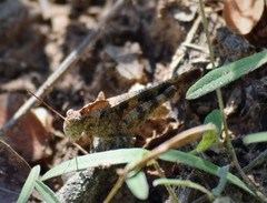 Spharagemon cristatum