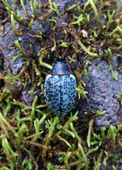 Cypherotylus fenestratus