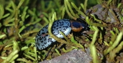 Cypherotylus fenestratus