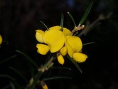 Oxylobium robustum