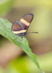 Isapis agyrtus