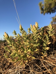 Brickellia greenei