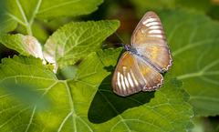 Mestra hersilia