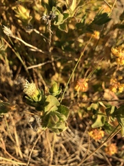 Brickellia greenei