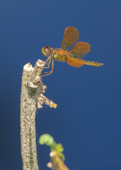 Perithemis electra