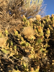 Brickellia greenei