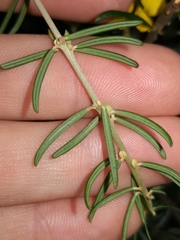 Oxylobium robustum