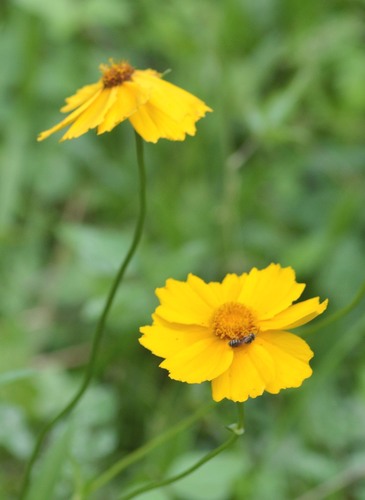 goldenwave tickseed (Coreopsis intermedia)