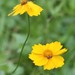 Coreopsis intermedia - Photo (c) Robby Deans,  זכויות יוצרים חלקיות (CC BY-NC), הועלה על ידי Robby Deans