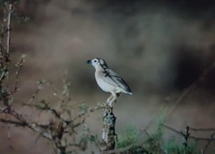 Rhodophoneus cruentus