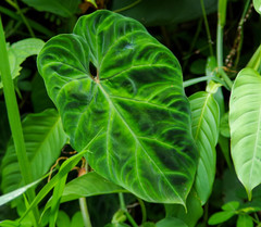 Philodendron verrucosum
