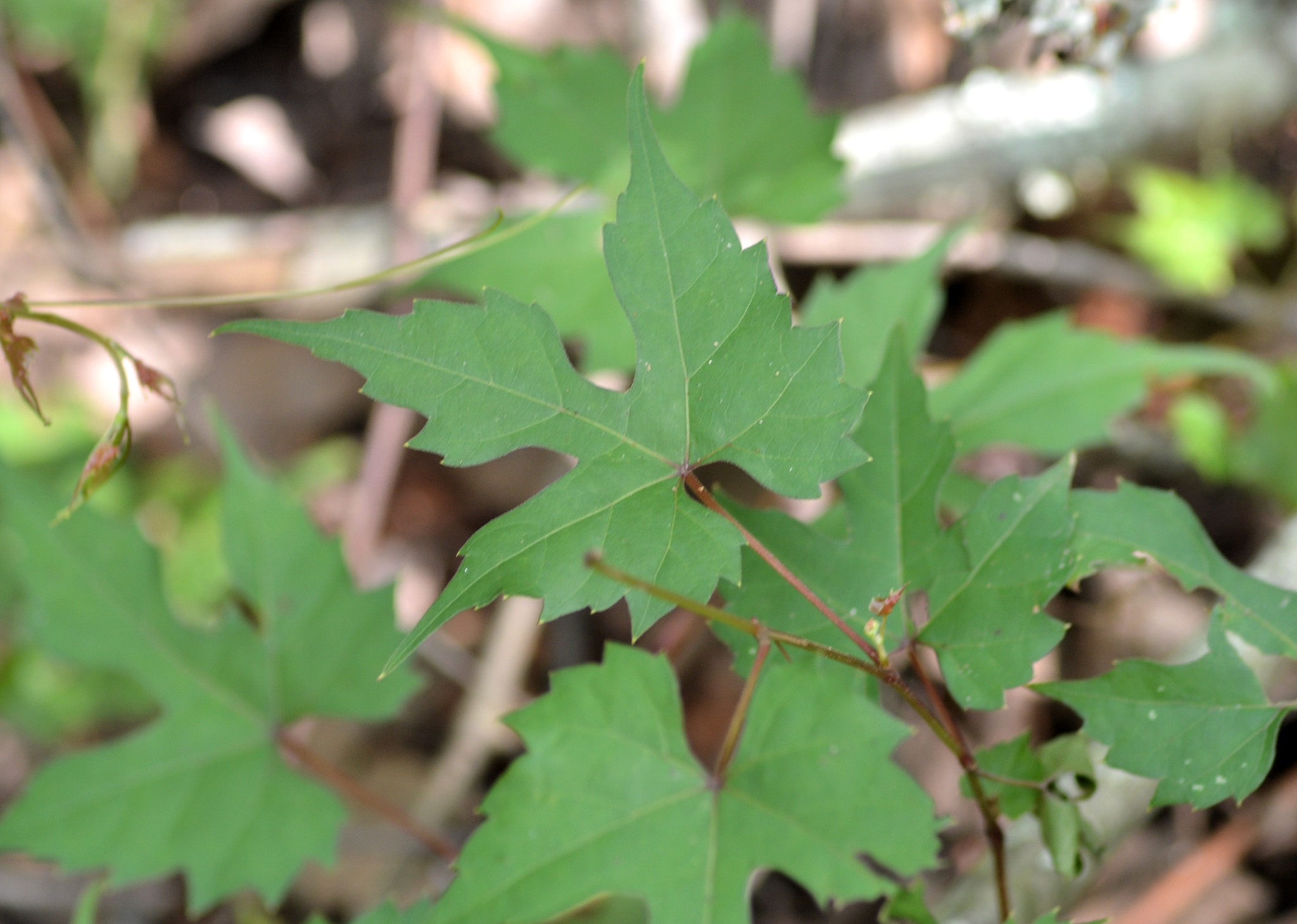 Vitis palmata