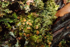 Sticta babingtonii