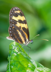Mechanitis polymnia caucaensis