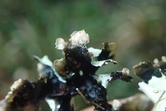 Parmotrema robustum