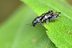 Ellipes minuta