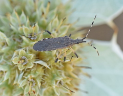 Dicranocephalus setulosus