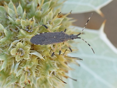 Dicranocephalus setulosus