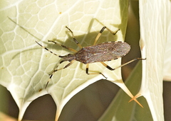 Dicranocephalus setulosus