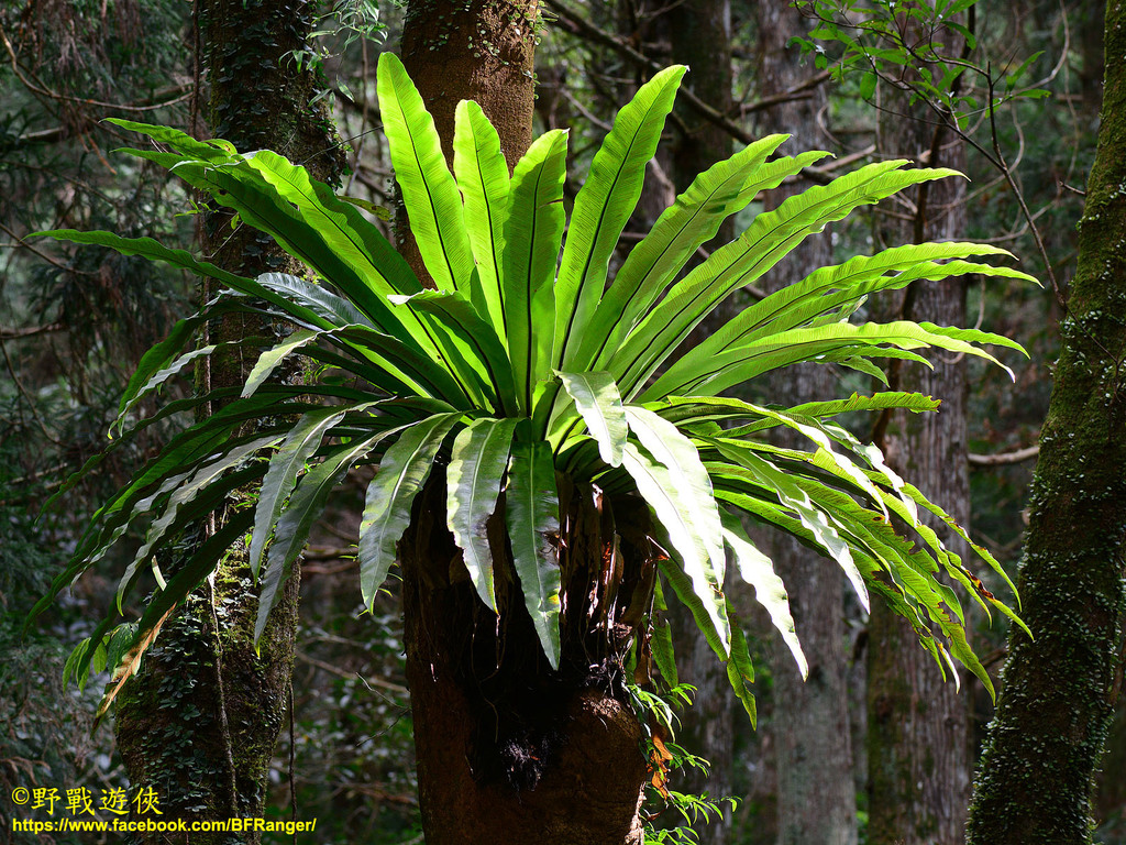 Japanese bird's-nest fern