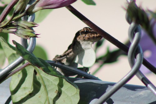 White Anole