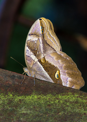 Eryphanis lycomedon