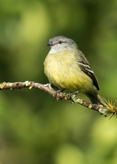 Yellow-Crowned Tyrannulet photo 1